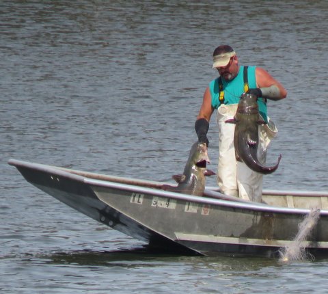 While netting carp, huge catfish caught