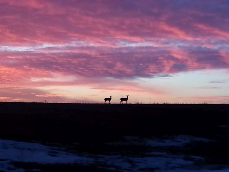 Deer on LSL Golf Course