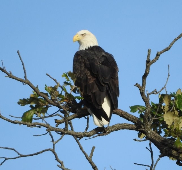 Local Eagle on LSL - 2015