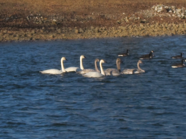 swans