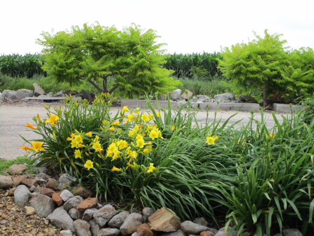 LSL CLubhouse flowers
