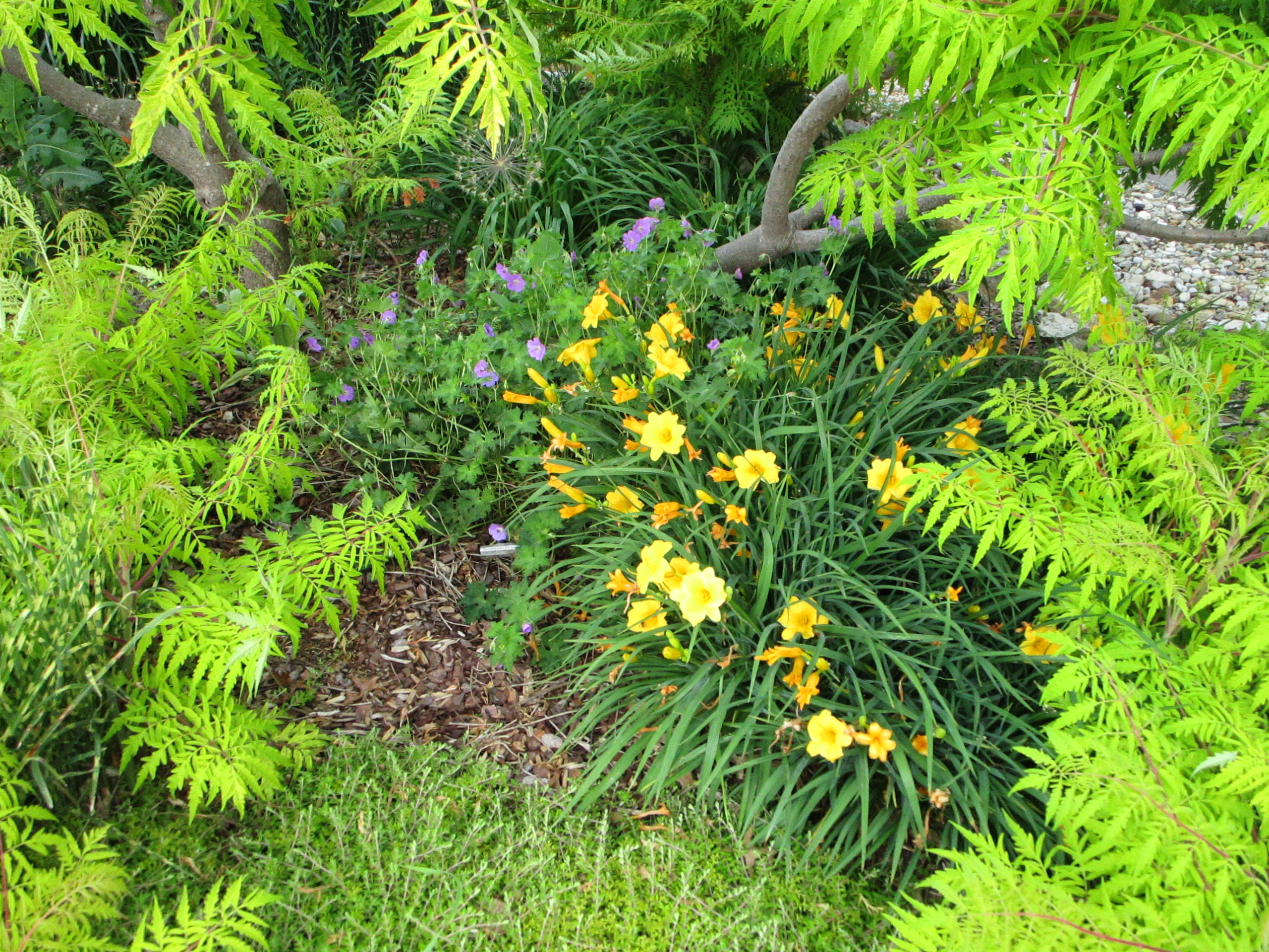 LSL CLubhouse flowers