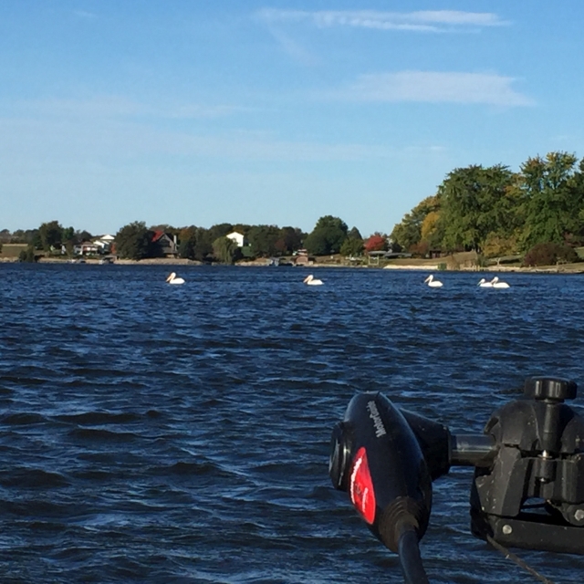 Fall Pelicans - 2015